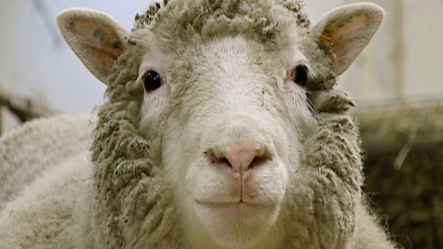 Dolly: The Sheep that Changed the World