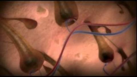Inside the Living Body
